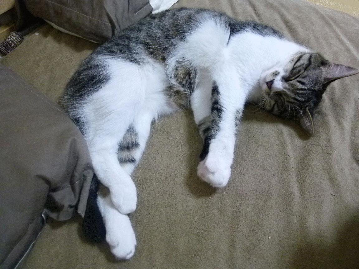 CBA休赛期球员状态管理成为重点，cba休息