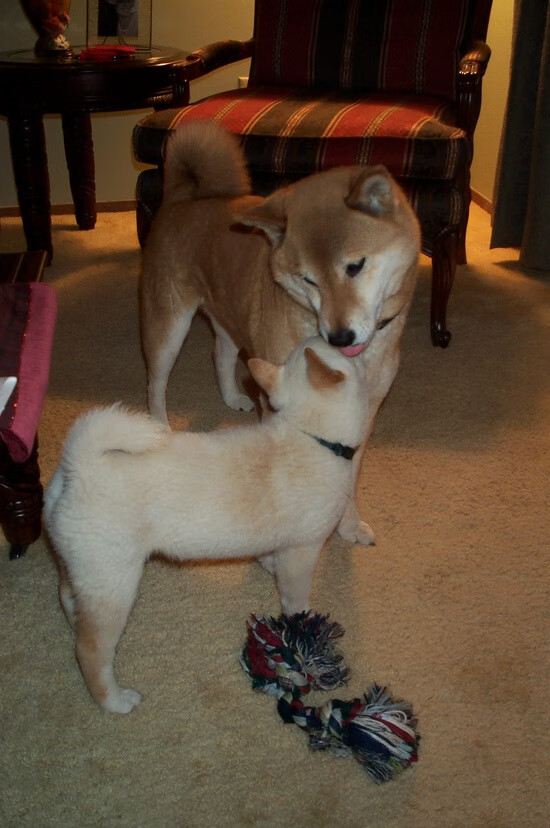 WTT大满贯中国队包揽全部金牌，wtt大满贯赛