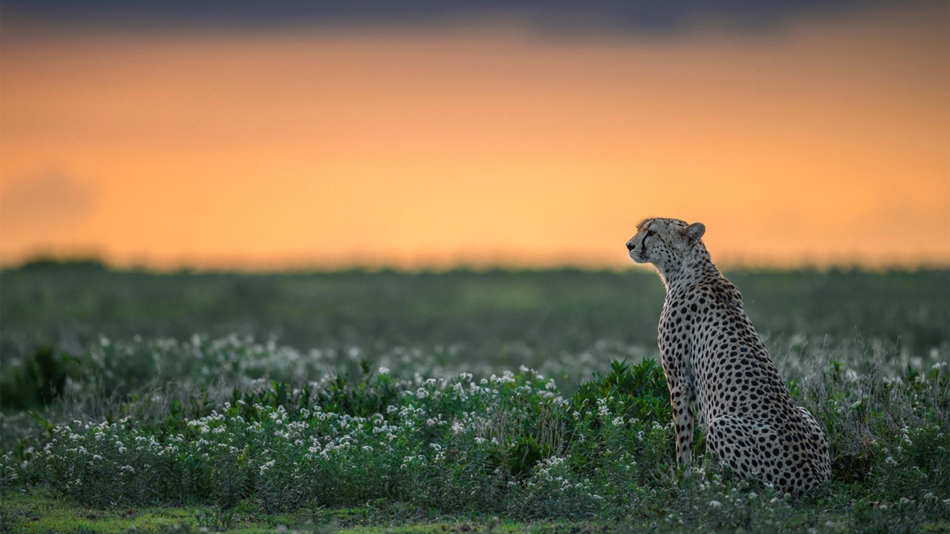 东契奇的魔术一人掌控比赛节奏，东契奇经典动作