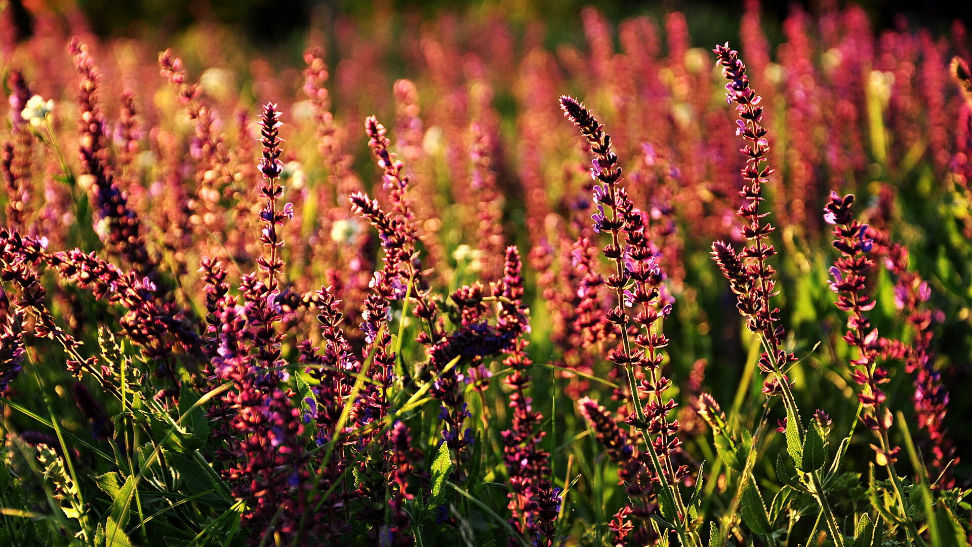 开云体育下载官网-利物浦保持三线联动提升团队效率，利物浦3-2