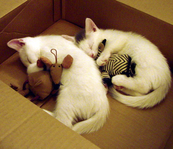 战术灵活度是否是五大联赛下半程稳定表现关键，灵活的战术战法