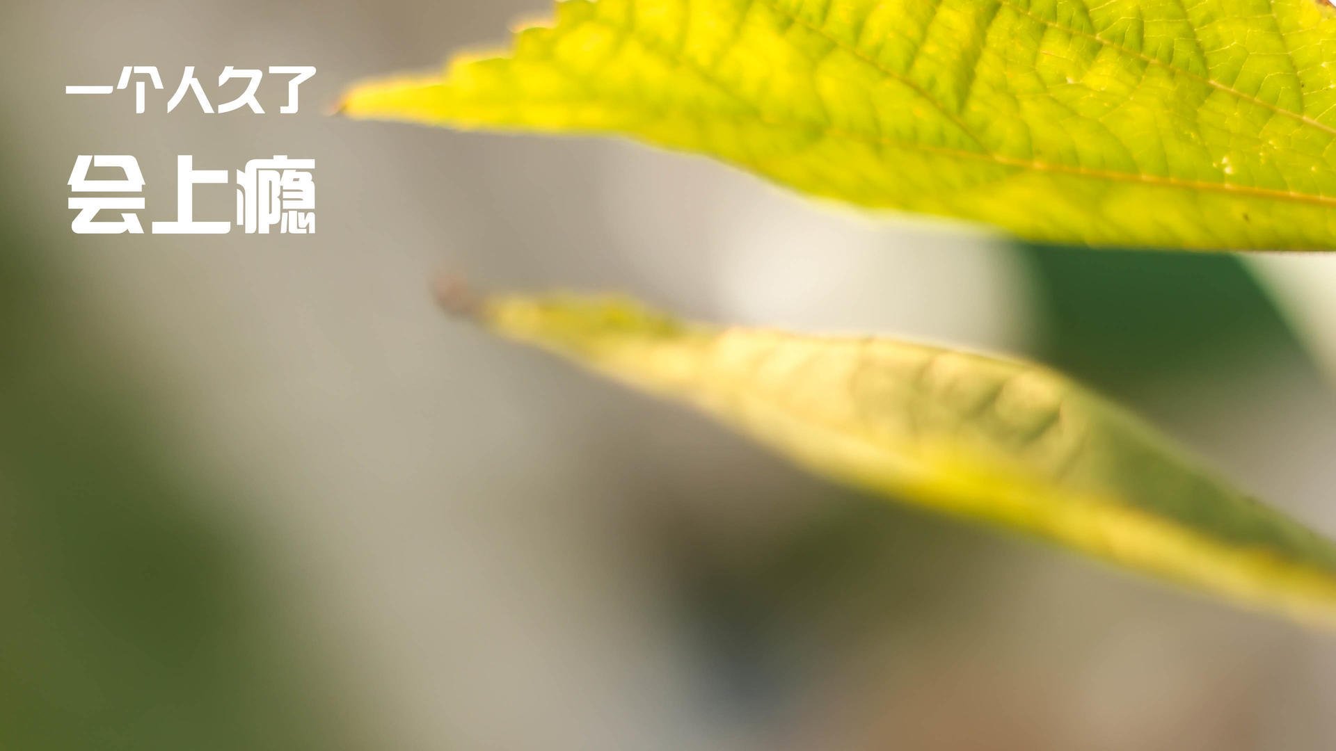 未来之路:中国香港队如何通过精准战术提升世界大赛成绩,香港队获得冠军