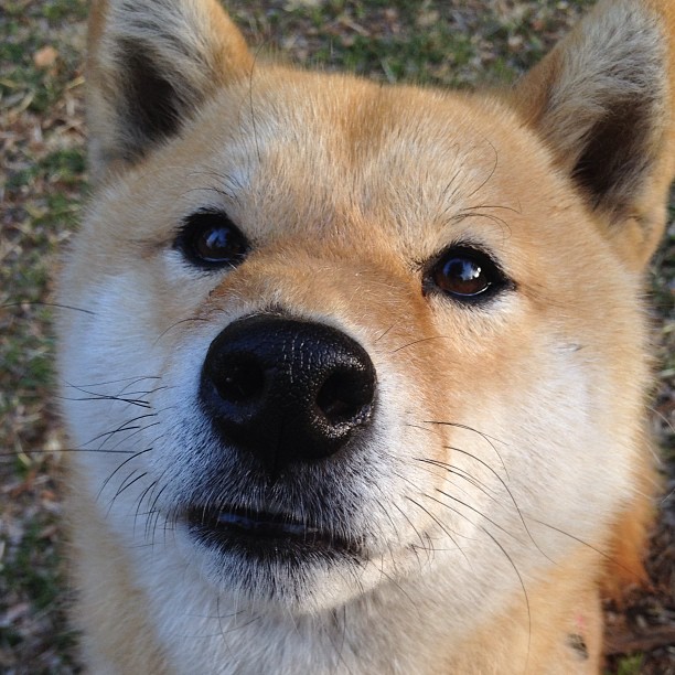 波兰队赛制解读：如何在赛制中通过合作与技术取得优势，波兰队阵型