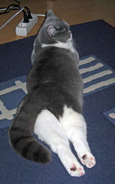 诺伊尔赛后被评为最佳守门员，诺伊尔赛后被评为最佳守门员吗