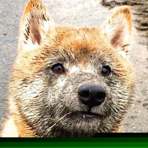 青训培养未建立体能成长曲线追踪机制，青训培养未建立体能成长曲线追踪机制的原因