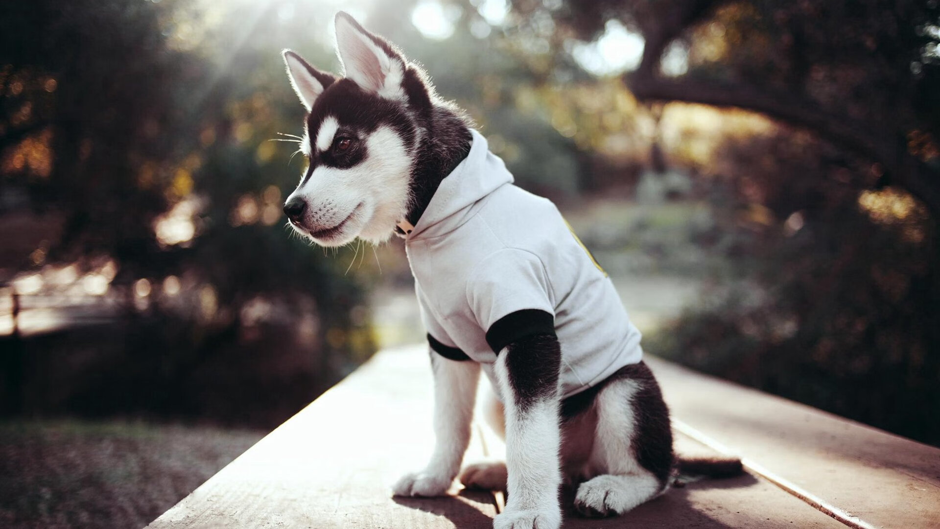 “费尔南多·比亚尔巴如何带领美洲狮队走向世界舞台的巅峰”