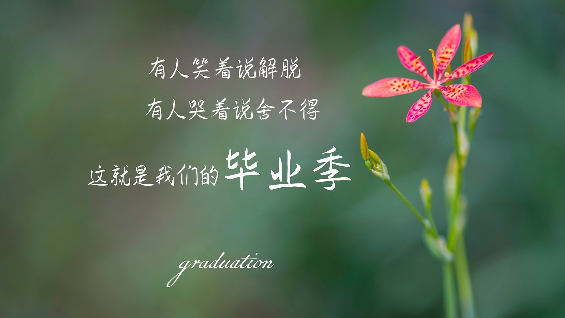 南非橄榄球赛事转播权价值不断攀升，英式橄榄球南非队