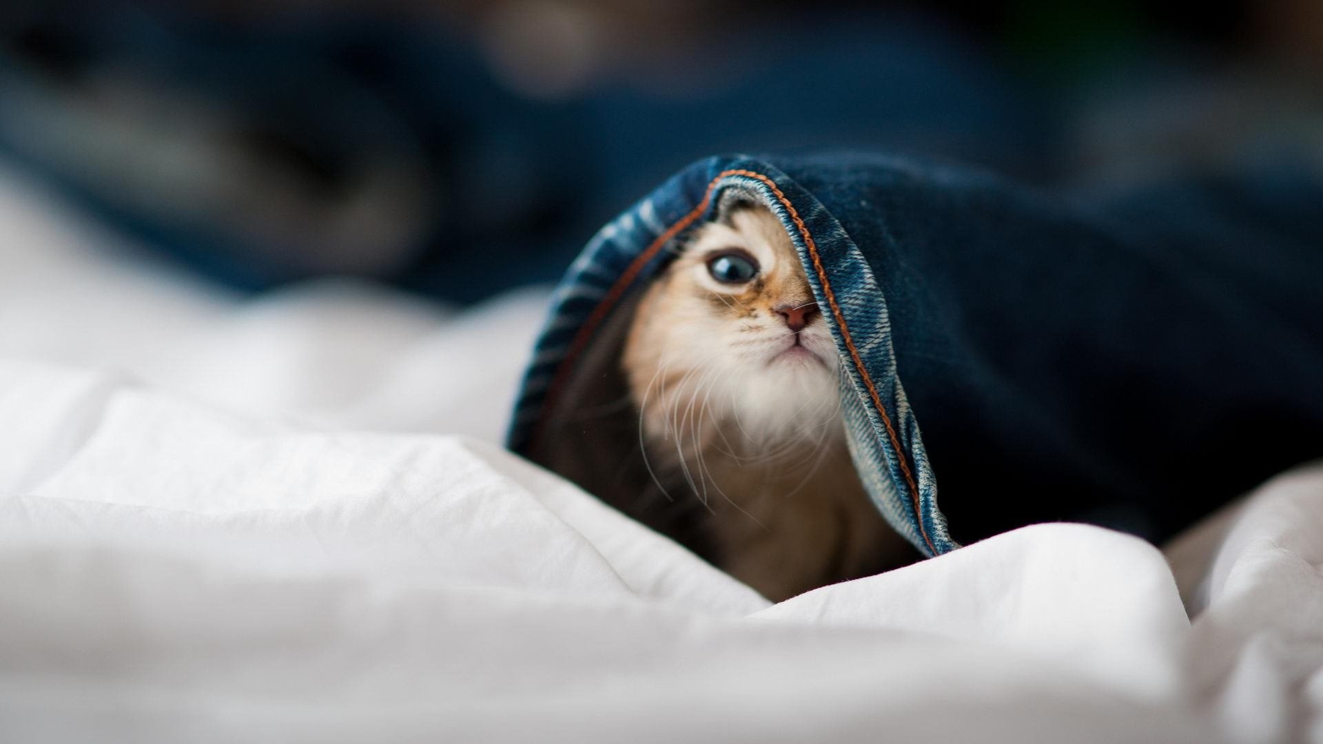 开云·体育官方网站入口-字母哥面对包夹仍高效得分，字母哥报应